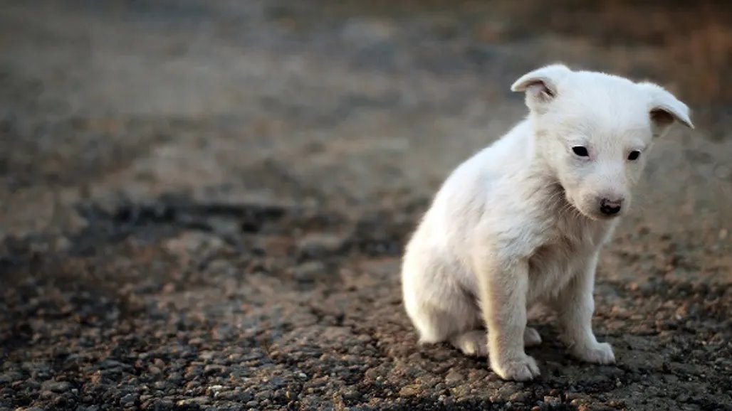 Maltrato animal en Veracruz: redes sociales no son suficientes para frenar el abuso