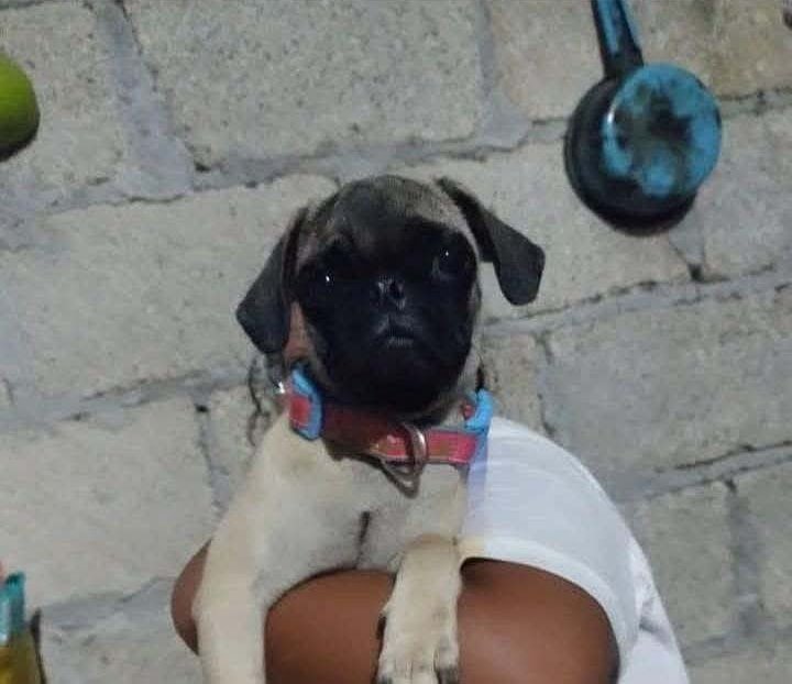 Buscan a mujer y dos hombres por robo de perrita pug en Paso de Ovejas