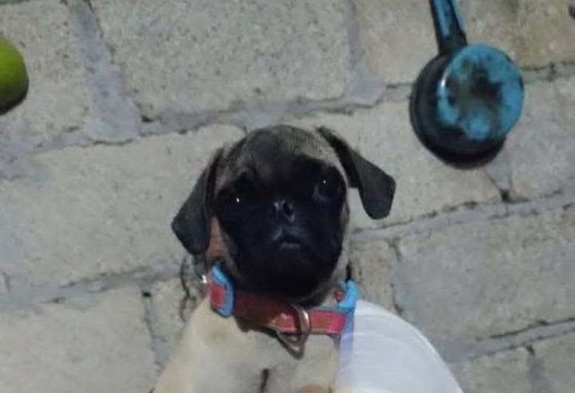 Buscan a mujer y dos hombres por robo de perrita pug en Paso de Ovejas