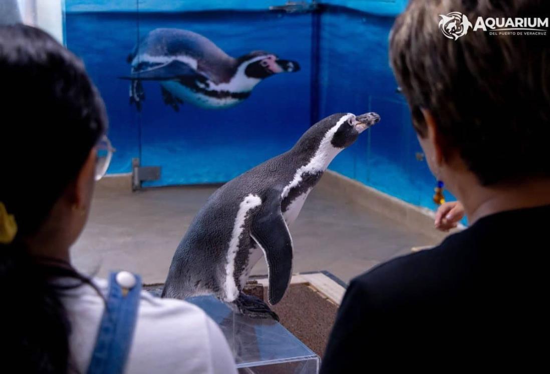 ¿Quieres conocer los pingüinos? En este horario podrás visitarlos en el Acuario de Veracruz