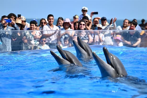 Aquarium de Veracruz: ¿Se debe pagar extra por el show de delfines? Esto debes saber