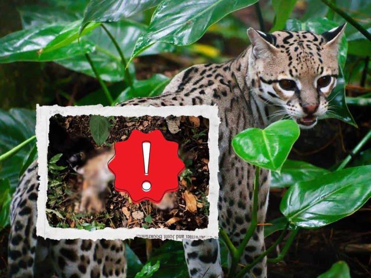 Lo habrían matado; hallan ocelote sin vida en Juchique de Ferrer