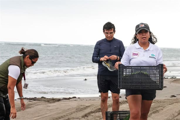 Aquarium y Profepa liberan tres tortugas marinas en Veracruz