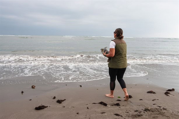 Aquarium y Profepa liberan tres tortugas marinas en Veracruz