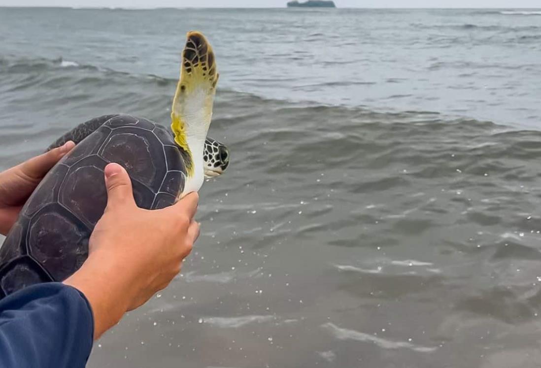 Aquarium y Profepa liberan tres tortugas marinas en Veracruz