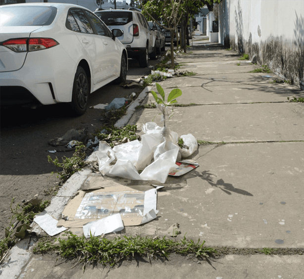 Denuncian acumulación de basura y maleza en la calle Collado de Veracruz