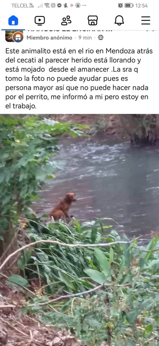 ¿Y cómo llegó ahí? En Ciudad Mendoza, rescatan a perrito de las márgenes del río Blanco