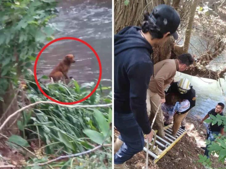 ¿Y cómo llegó ahí? En Ciudad Mendoza, rescatan a perrito de las márgenes del río Blanco