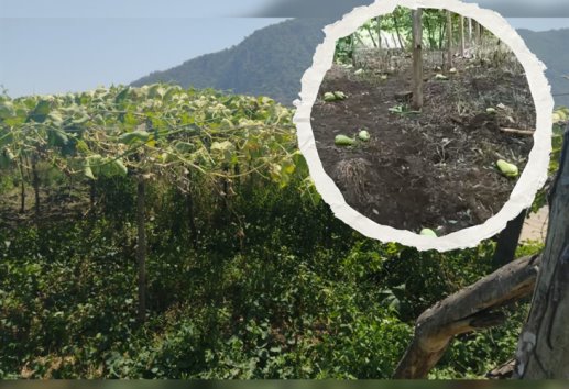 Surada afectó cultivos de chayote en zona baja de Ixtaczoquitlán