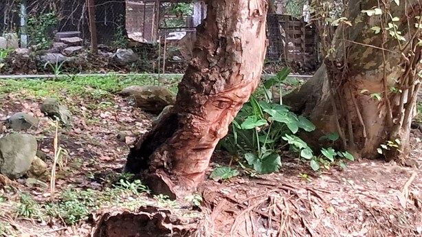 El Bosque de los Ahuehuetes, un santuario natural en Mendoza