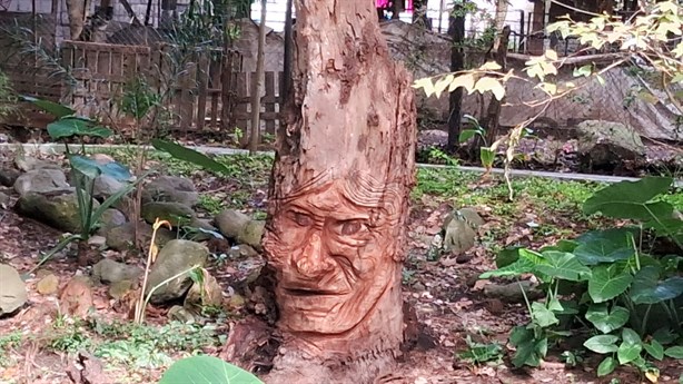 El Bosque de los Ahuehuetes, un santuario natural en Mendoza