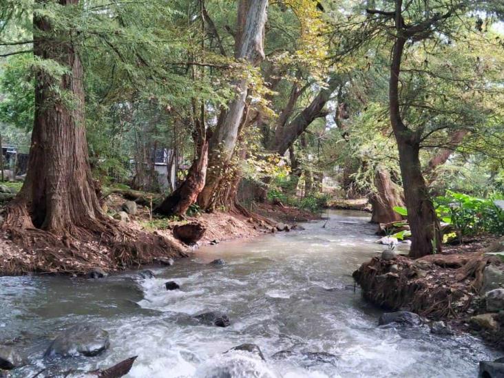 El Bosque de los Ahuehuetes, un santuario natural en Mendoza