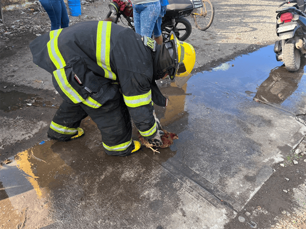 Bomberos salvan cachorros y controlan incendio en cocina económica de Nuevo Veracruz