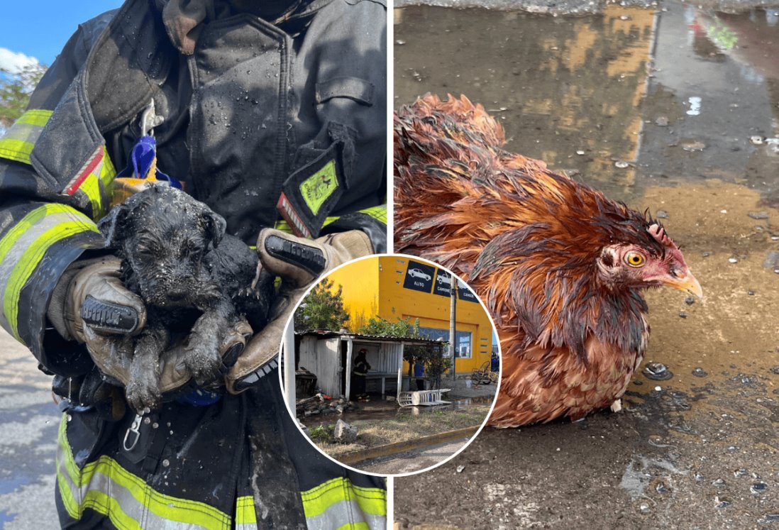 Bomberos salvan cachorros y controlan incendio en cocina económica de Nuevo Veracruz