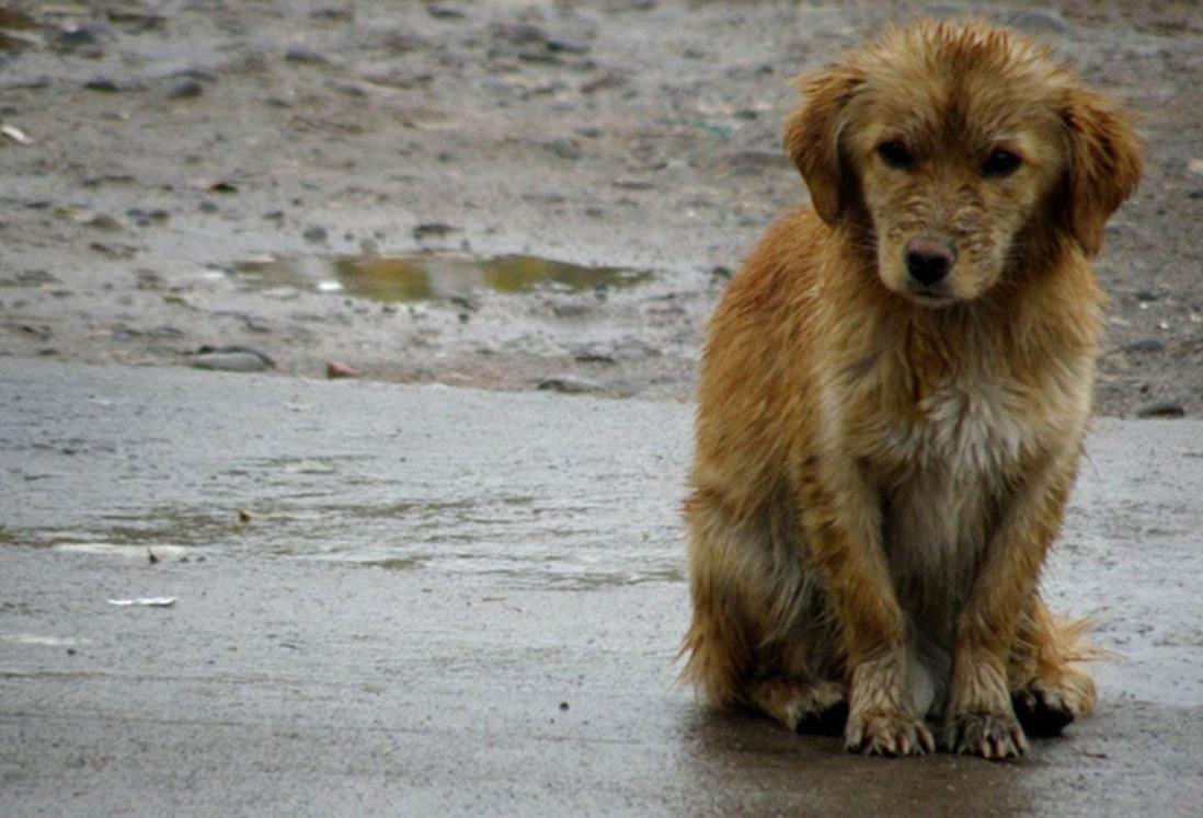 Mascotas sufren por los frentes fríos y nortes en Veracruz al ser "abandonadas" en patios