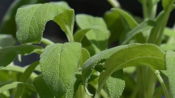 ¿Lo sabías? Esta es la planta que regula el azúcar y mejora la memoria