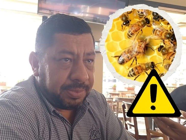 Población de abejas se reduce a la mitad en la región de Orizaba, por cambio climático