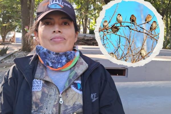 Conteo de aves urbanas en Orizaba, un fomento a valorar la fauna local