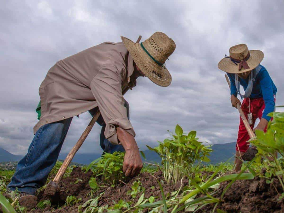 Veracruz desarrollará nuevas variedades de frijol para fortalecer seguridad alimentaria