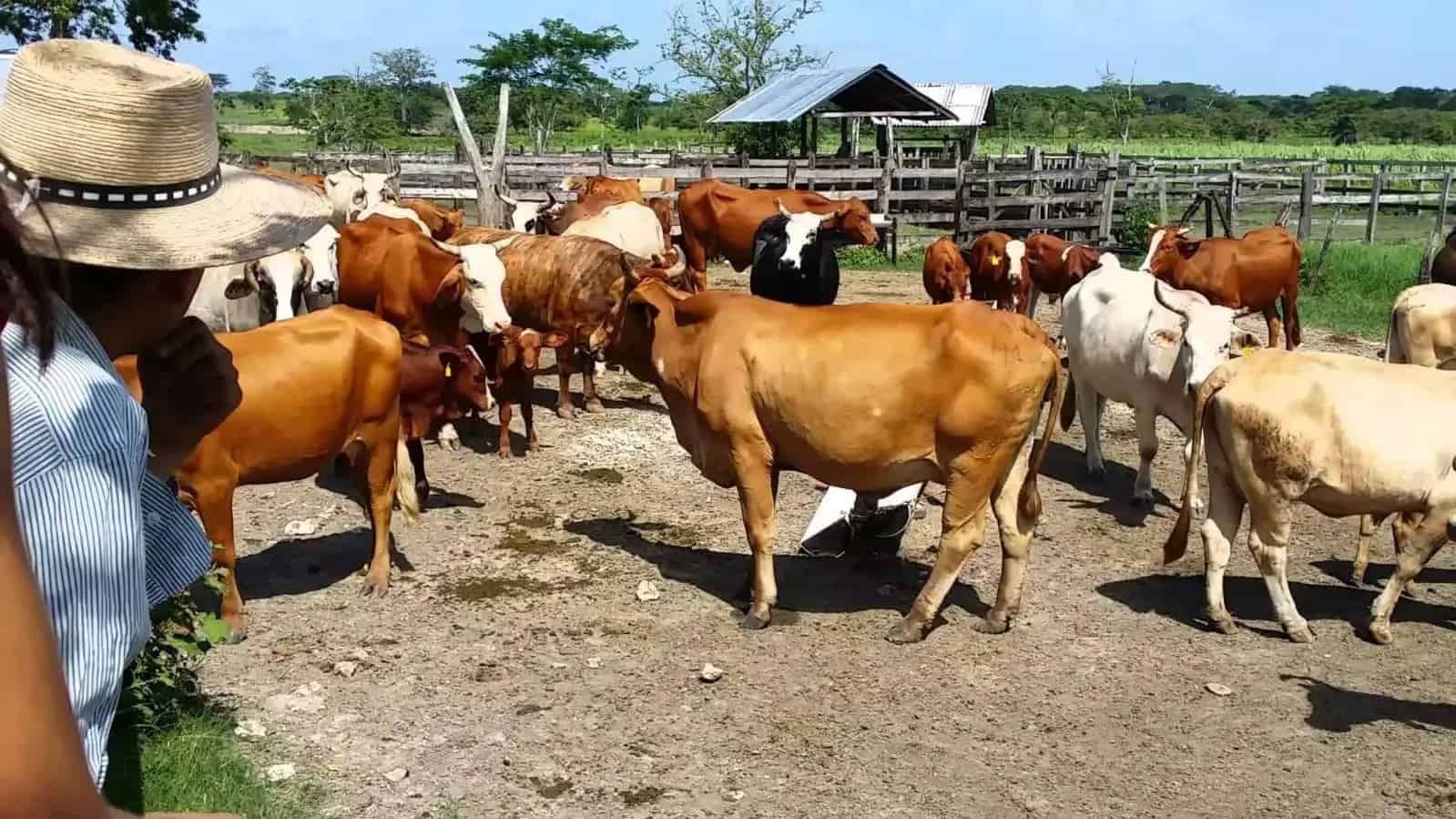 Escasez de ganado para carne eleva precios en Misantla