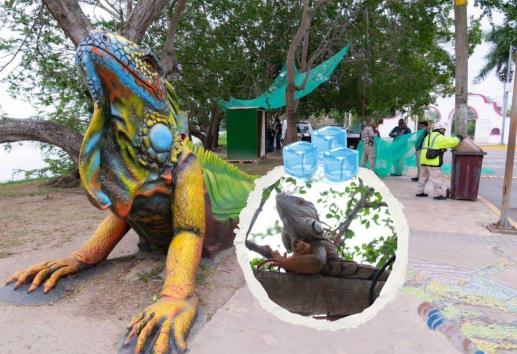 Bajas temperaturas en Tuxpan también afectan a las iguanas; así las protegen