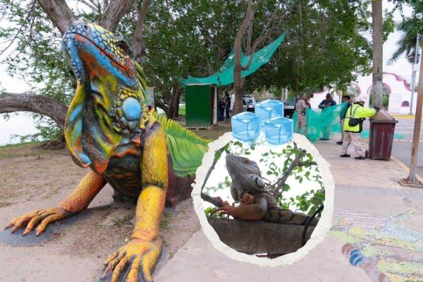Bajas temperaturas en Tuxpan también afectan a las iguanas; así las protegen