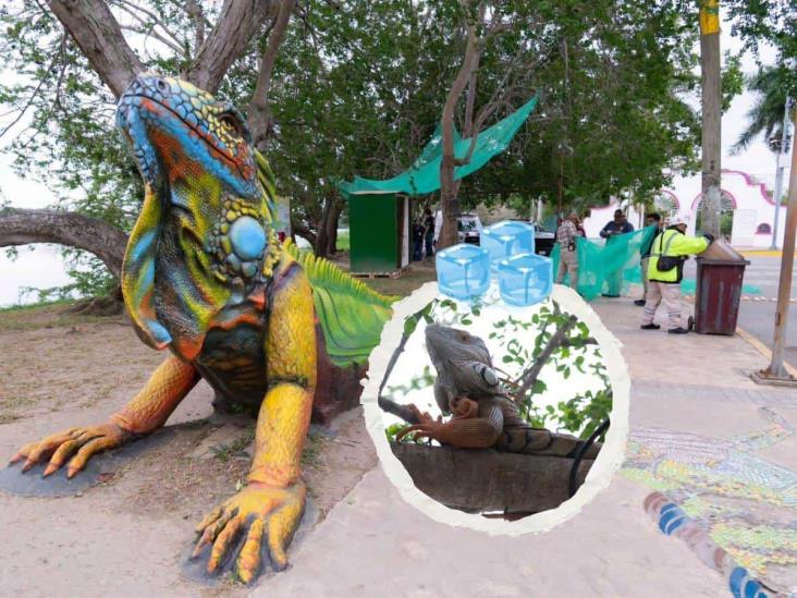 Bajas temperaturas en Tuxpan también afectan a las iguanas; así las protegen