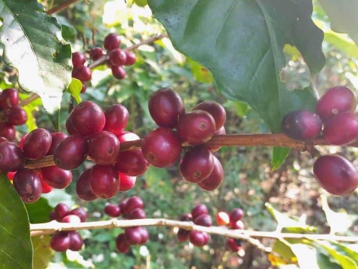 Veracruz enfrenta desplome en el precio del café cereza;  reviven temores de 2022