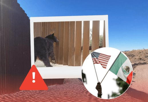 Captan a animales atrapados en el muro fronterizo entre Estados Unidos y México; así son afectados 