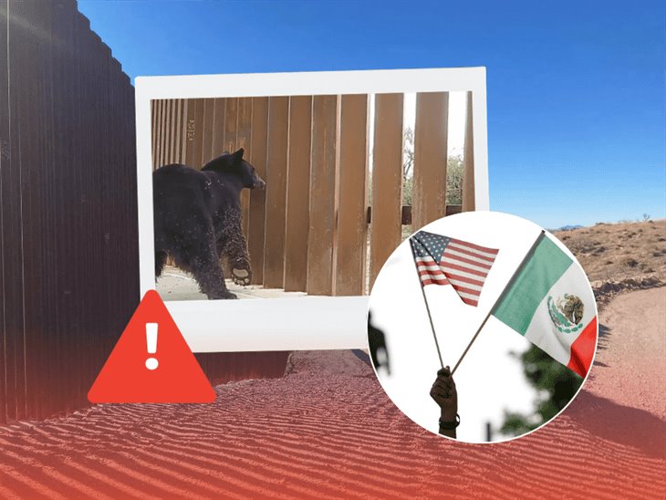 Captan a animales atrapados en el muro fronterizo entre Estados Unidos y México; así son afectados 