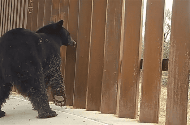 Captan a animales atrapados en el muro fronterizo entre Estados Unidos y México; así son afectados 