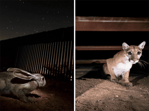 Captan a animales atrapados en el muro fronterizo entre Estados Unidos y México; así son afectados 