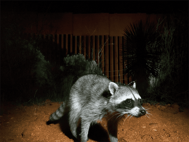 Captan a animales atrapados en el muro fronterizo entre Estados Unidos y México; así son afectados 