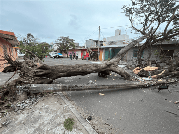 Frente frío 24 provoca caída de árboles y postes en la colonia Formando Hogar, Veracruz