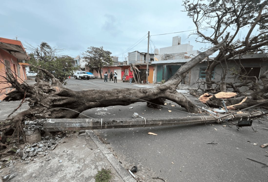 Norte en Veracruz: ¿En dónde reportar un árbol que se puede caer por el viento?