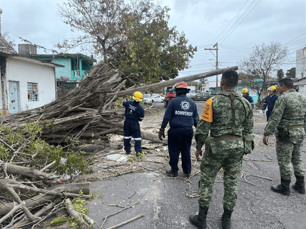 Frente frío 24 provoca caída de árboles y postes en la colonia Formando Hogar, Veracruz