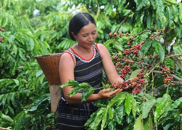 Nestlé apuesta por comunidades cafetaleras; niega injerencia en precios del grano