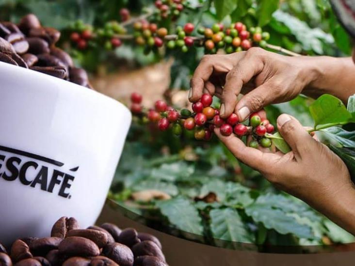 Nestlé apuesta por comunidades cafetaleras; niega injerencia en precios del grano