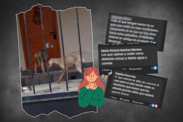 ¿Maltrato o enfermedad? En Xalapa, imagen de perros en mal estado abre debate en redes sociales