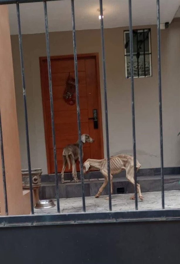 ¿Maltrato o enfermedad? En Xalapa, imagen de perros en mal estado abre debate en redes sociales