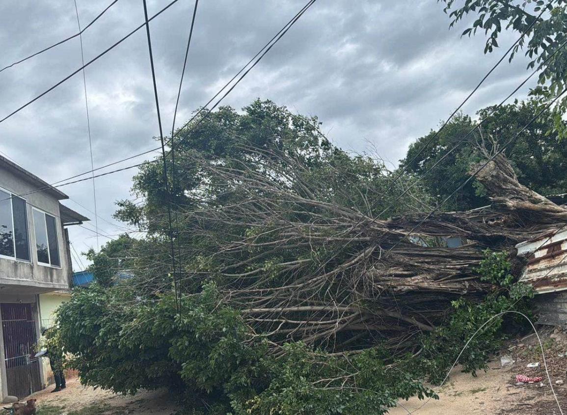 Ramas y cables caídos en diversas partes de la ciudad fue el saldo de daños este martes