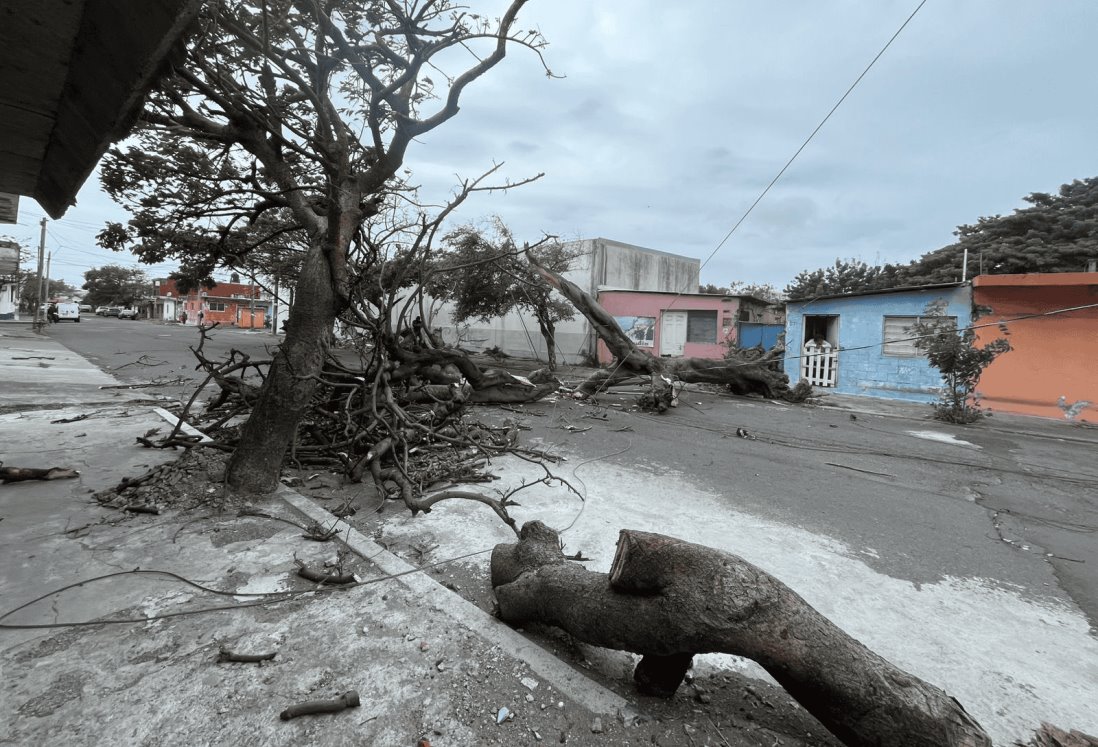 Frente frío 24 provoca caída de árboles y postes en la colonia Formando Hogar, Veracruz