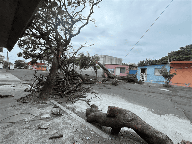 Norte en Veracruz: ¿En dónde reportar un árbol que se puede caer por el viento?