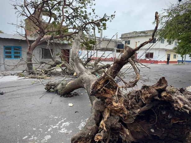 Norte en Veracruz derriba 8 árboles; "Y viene lo peor", advierte Protección Civil | VIDEO