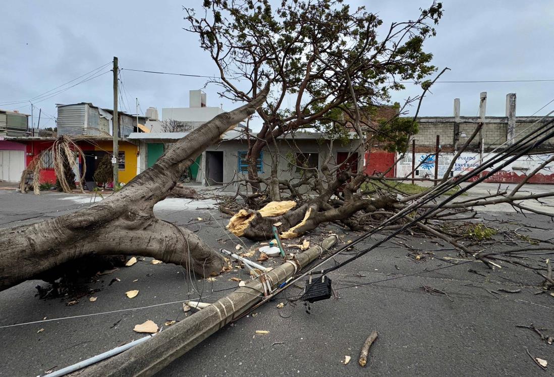 Norte en Veracruz derriba 8 árboles; "Y viene lo peor", advierte Protección Civil | VIDEO