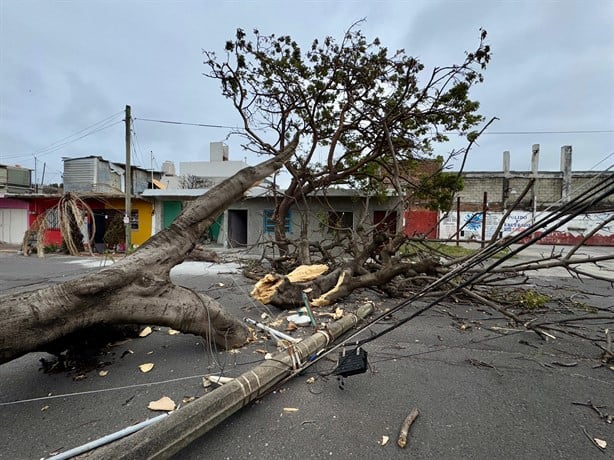 Norte en Veracruz derriba 8 árboles; "Y viene lo peor", advierte Protección Civil | VIDEO