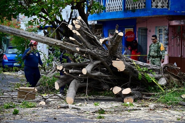 Norte en Veracruz derriba 8 árboles; "Y viene lo peor", advierte Protección Civil | VIDEO