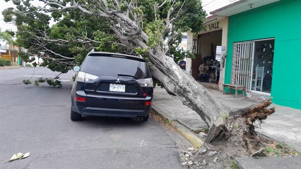 Norte en Veracruz derribó más de 20 árboles en Veracruz; alcanzó rachas de 120 Km/h