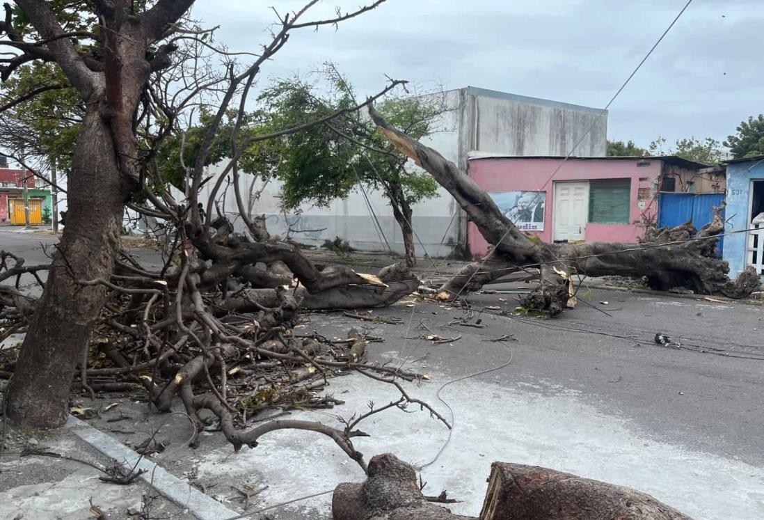 Norte en Veracruz derribó más de 20 árboles en Veracruz; alcanzó rachas de 120 Km/h