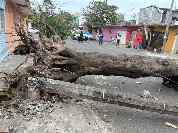 Norte en Veracruz derribó más de 20 árboles en Veracruz; alcanzó rachas de 120 Km/h